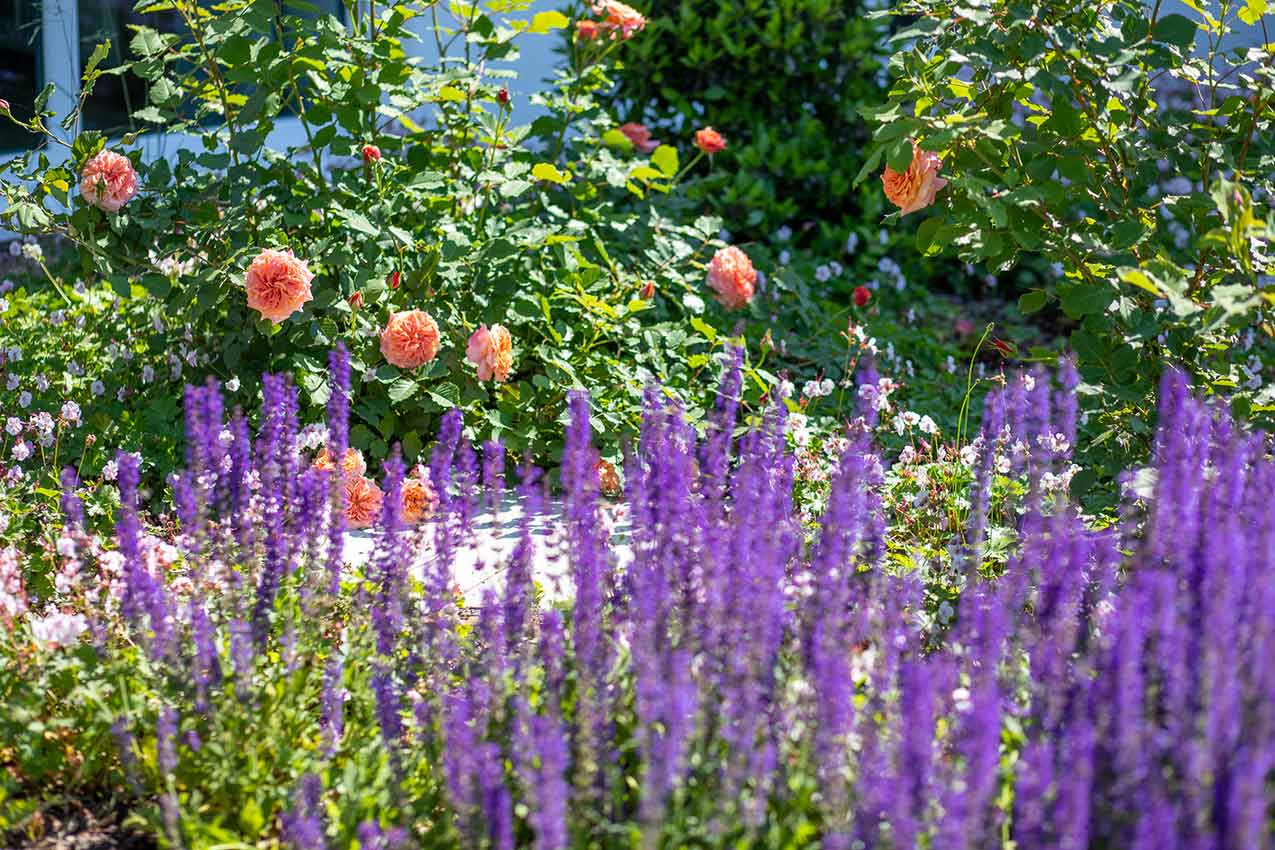 Gartenanlage Seniorenresidenz Delmenhorst compassio