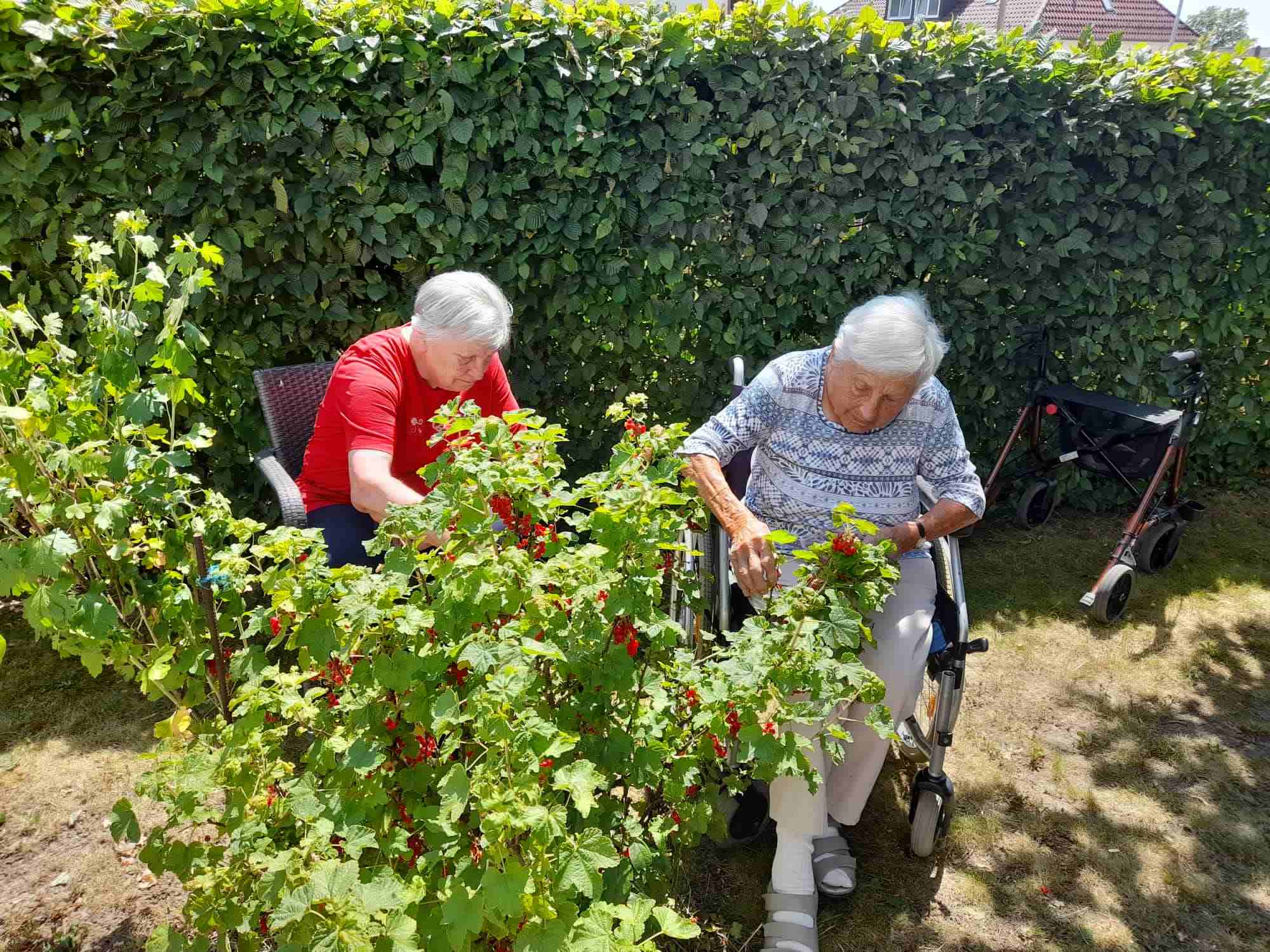 Projekt „Johannisbeergelee“ im Haus Thomas