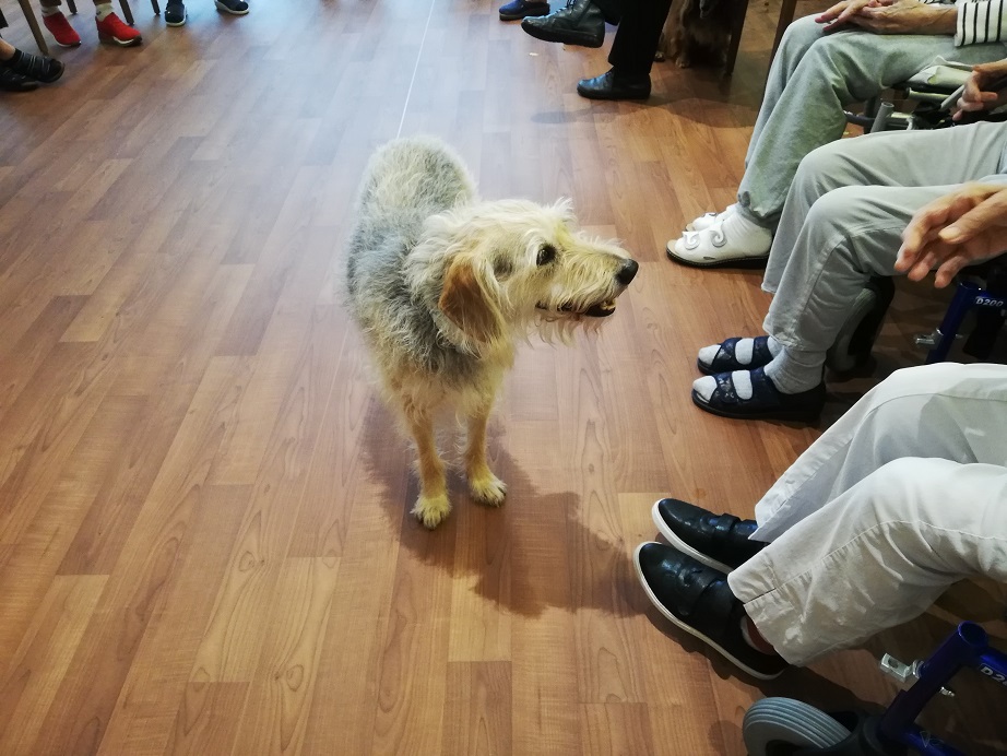 Hundebesuch-Seniorendomizil-Haus-Rudolf-Durmersheim