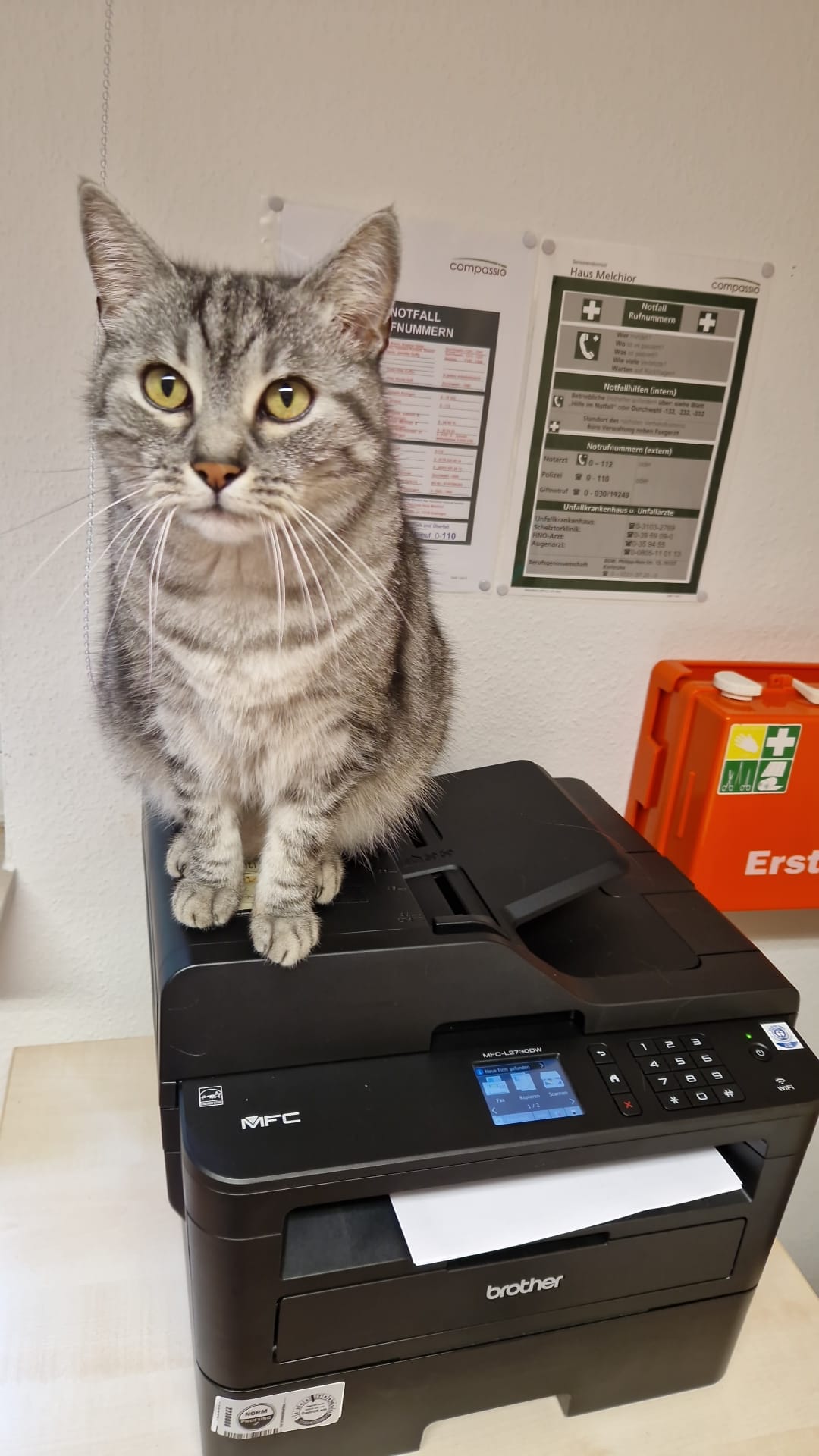 Seniorendomizil-Haus-Melchior-Esslingen-Katze