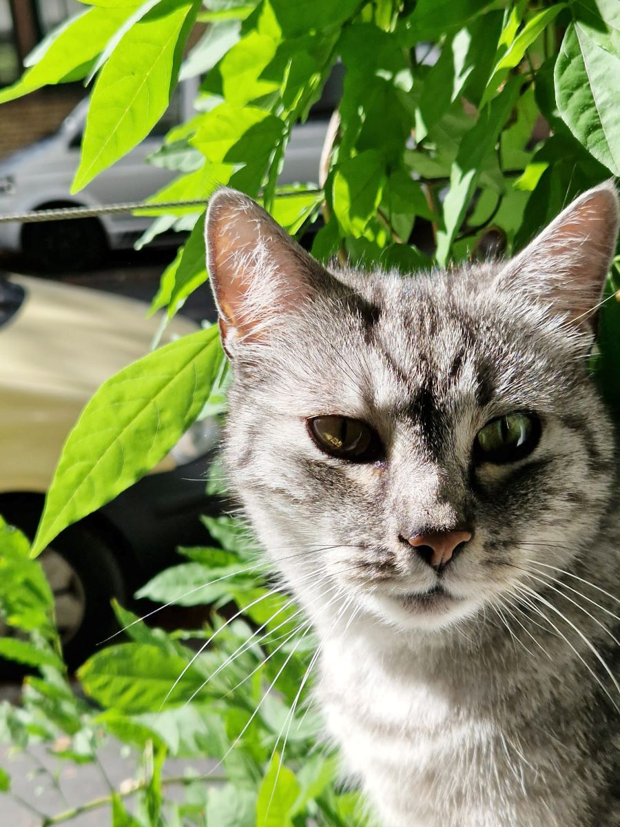 Seniorendomizil-Haus-Melchior-Esslingen-Katze