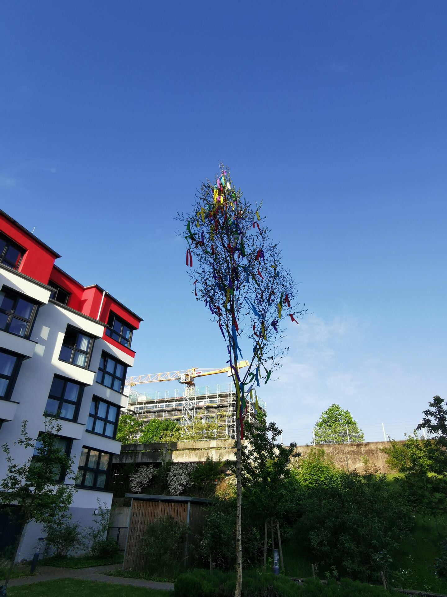 maibaum-sankt-augustin-2