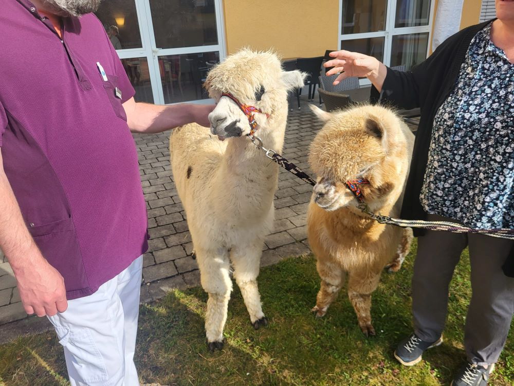 Alpakas zu Besuch im Seniorendomizil Haus Urban