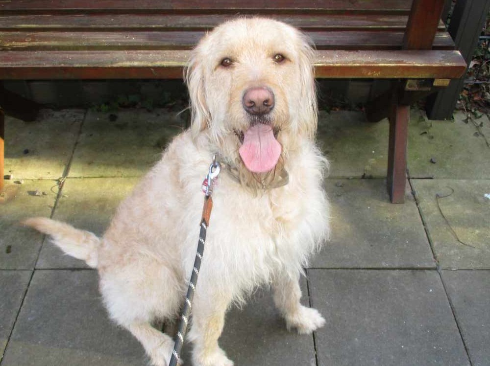 Vierbeiniger Besuch sorgt für Freude: Hund Sammy in der Wohnanlage Am Alten Stadttor