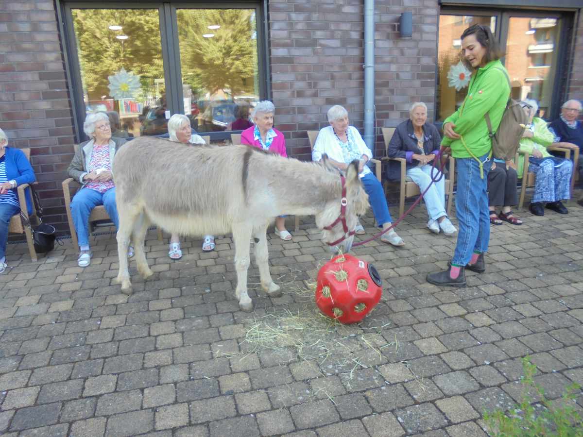 Tierischer Besuch im Haus Walter Esser – Esel und Pony begeistern Senioren