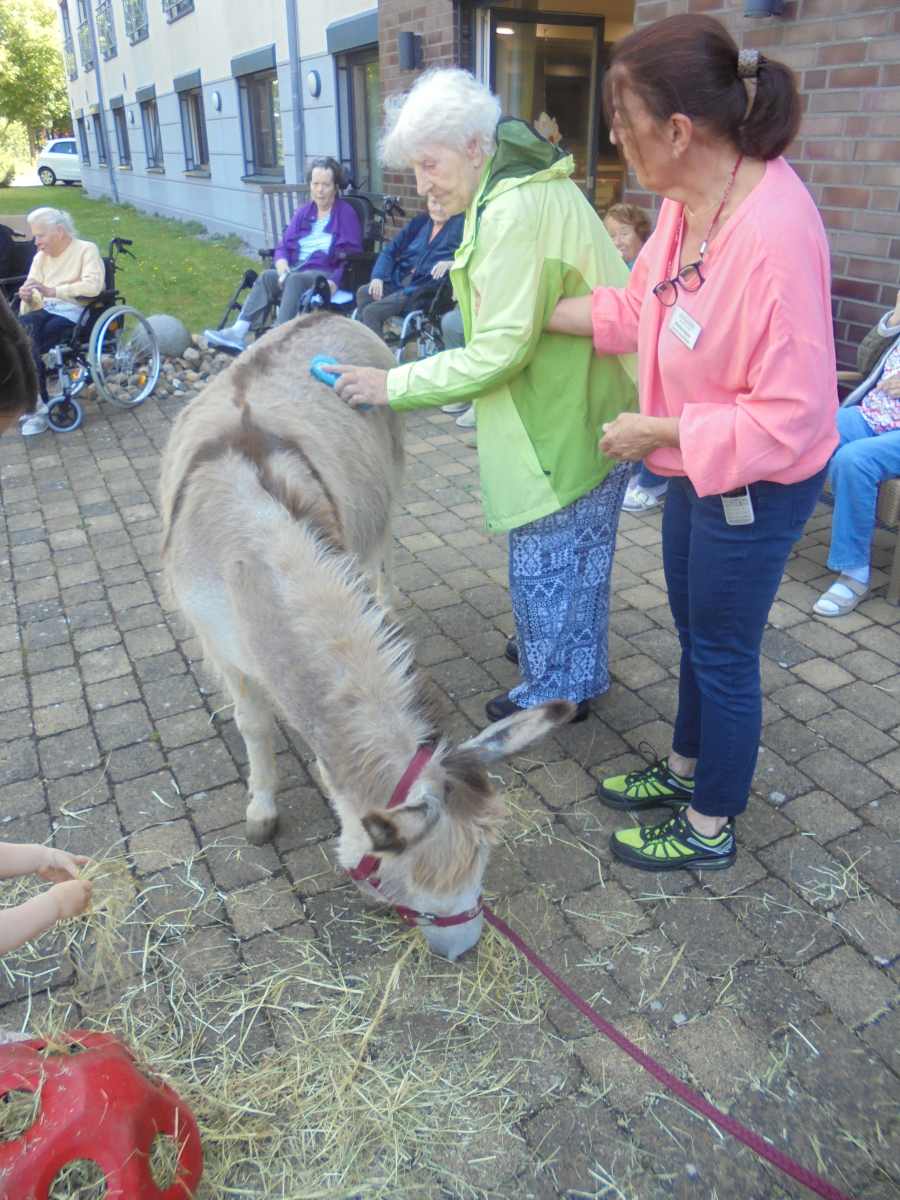 Tierischer Besuch im Haus Walter Esser – Esel und Pony begeistern Senioren