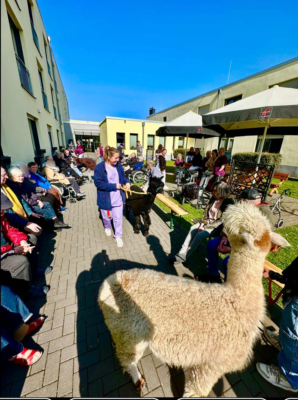 Tierischer Überraschungsbesuch in Nörvenich
