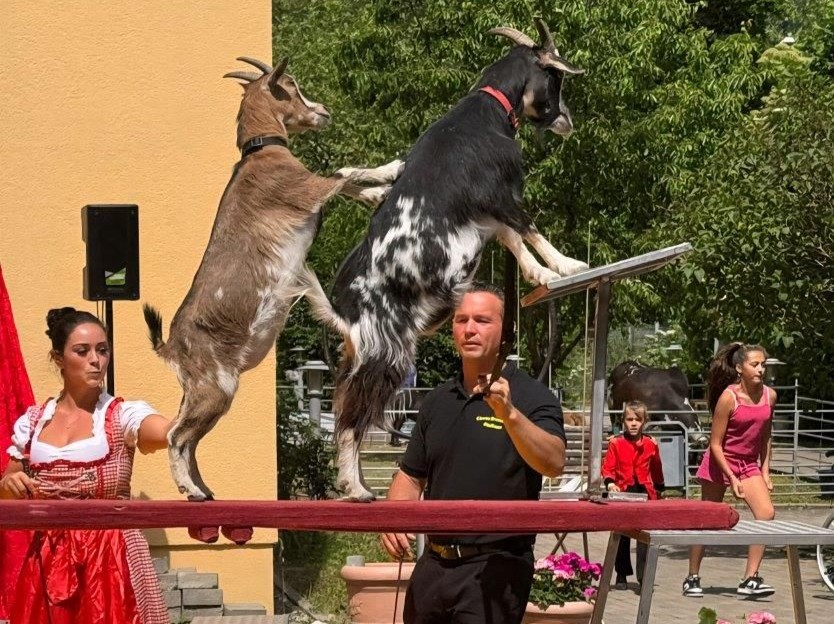Zirkus Bravissimo begeistert im Haus Lukas