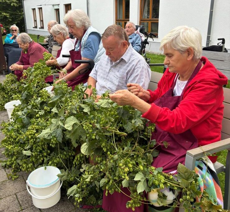Hopfenzupfen im Haus Raphael – gelebte Hallertauer Tradition